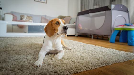 Don't let lingering pet odors ruin your home sale. Here's how you can freshen up your home.